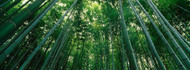 Bamboo Trees Low Angle View