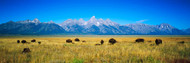 Field of Bison Grand Tetons