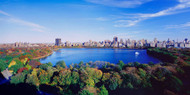 Central Park Treetops with Skyline