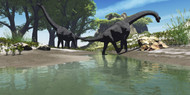Brachiosaurus Dinosaurs Look For Food Along The Banks Of A Stream