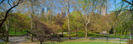Trees in Central Park West