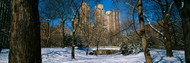 Bare Trees with Buildings Central Park
