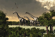 Brachiosaurus Dinosaurs Walk Through A Forested Area