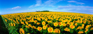 Field of Sunflowers Kansas