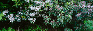 Flowering Mountain Laurels Chattooga River