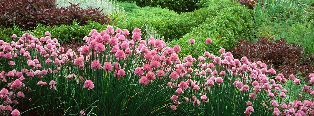 Flowering Plants Red Butte Garden Arboretum Walls 360