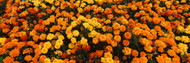 Flowers at Sequoia Park Humboldt Co