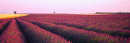 Lavender Crop on a Landscape