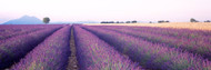 Lavender Field Plateau De Valensole