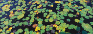 Lily Pads Floating on Water Heron Marsh