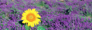 Lone Sunflower in Lavender Field