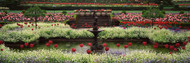 Tulips and Fountain Butchart Gardens