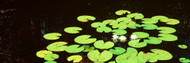 Waterlilies in Suwannee Canal