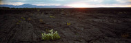 Wildflowers on a Volcanic Landscape