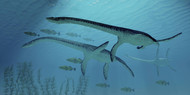 Three Plesiosaurus Dinosaurs Migrate With A School Of Fish