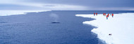 Whale in Sea Ice
