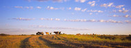 Cattle Grazing in a Field Kansas