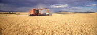 Combine Harvester in a Field, Palouse