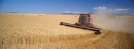Combine Harvester in a Wheat Field Palouse
