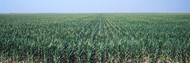 Corn Field Seward County Kansas
