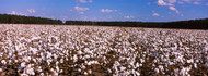 Cotton Crops in a Field