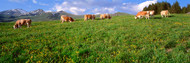 Cow Grazing in Field Switzerland
