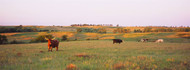 Four Texas Longhorns in a Field