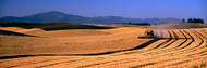 Golden Wheat Fields Palouse Country