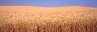 Golden Wheat in a Field, Palouse