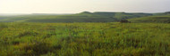 Grass in a Field, Kansas