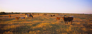 Herd of Texas Longhorn Cattle