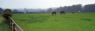 Horses in Meadow Helmsley Castle