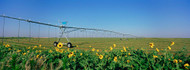 Irrigation in Alfalfa Field Haskell County