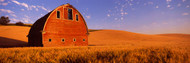 Old Barn in a Wheat Field, Palouse