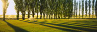 Poplar Trees Near A Wheat Field