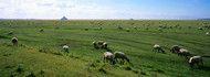 Sheep at Mont Saint-Michel