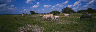 Texas Longhorn Cattle YO Ranch Texas