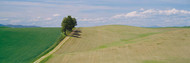 Trees in a Field Palouse