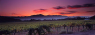Vineyard At Sunset, Napa Valley
