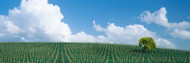 Vineyard in Carneros Valley