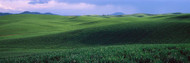 Wheat Field on a Rolling Landscape