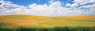 Wheat Field with Clouds Palouse