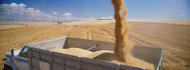 Wheat Unloading into a Bulk Truck Palouse