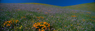 Wildflowers on a Hillside