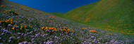 Wildflowers on a Hillside California