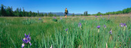 Woman Walking in a Field of Wild Iris