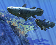 Two Coelacanth Fish Swimming Undersea