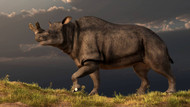A Brontotherium Walking Atop A Grassy Hill