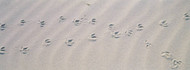 Bird Footprints in Sand