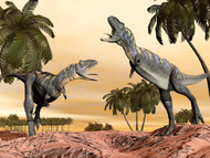 Two Aucasaurus Dinosaurs Fighting In Desert